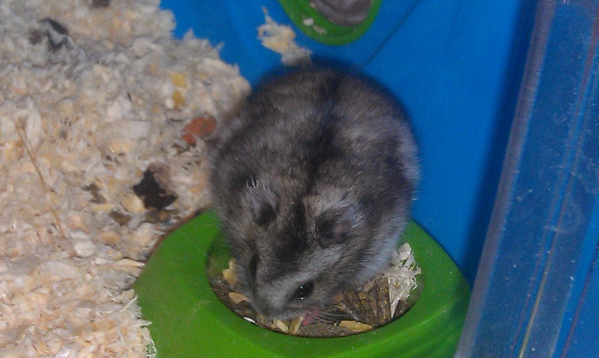 Dværghamster trille billede 15