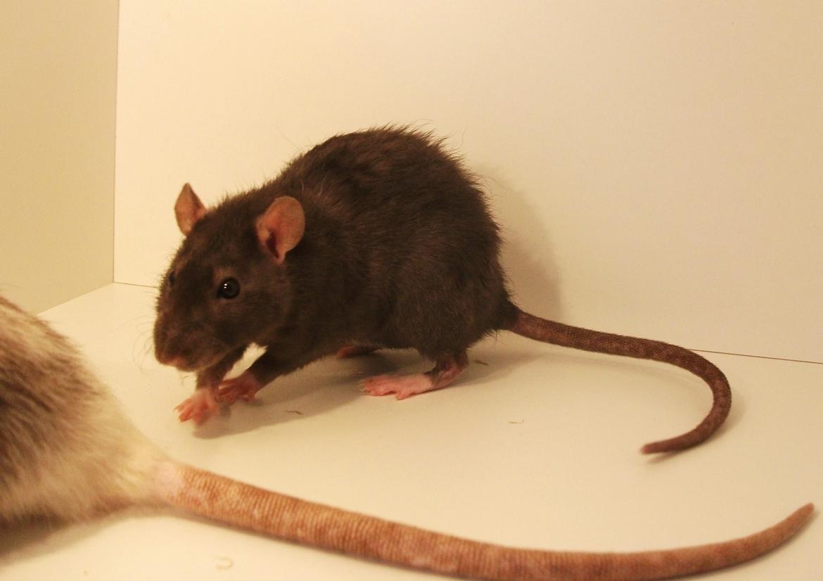 Tamrotte Daisy Af Tucker - 3 måd. billede 14