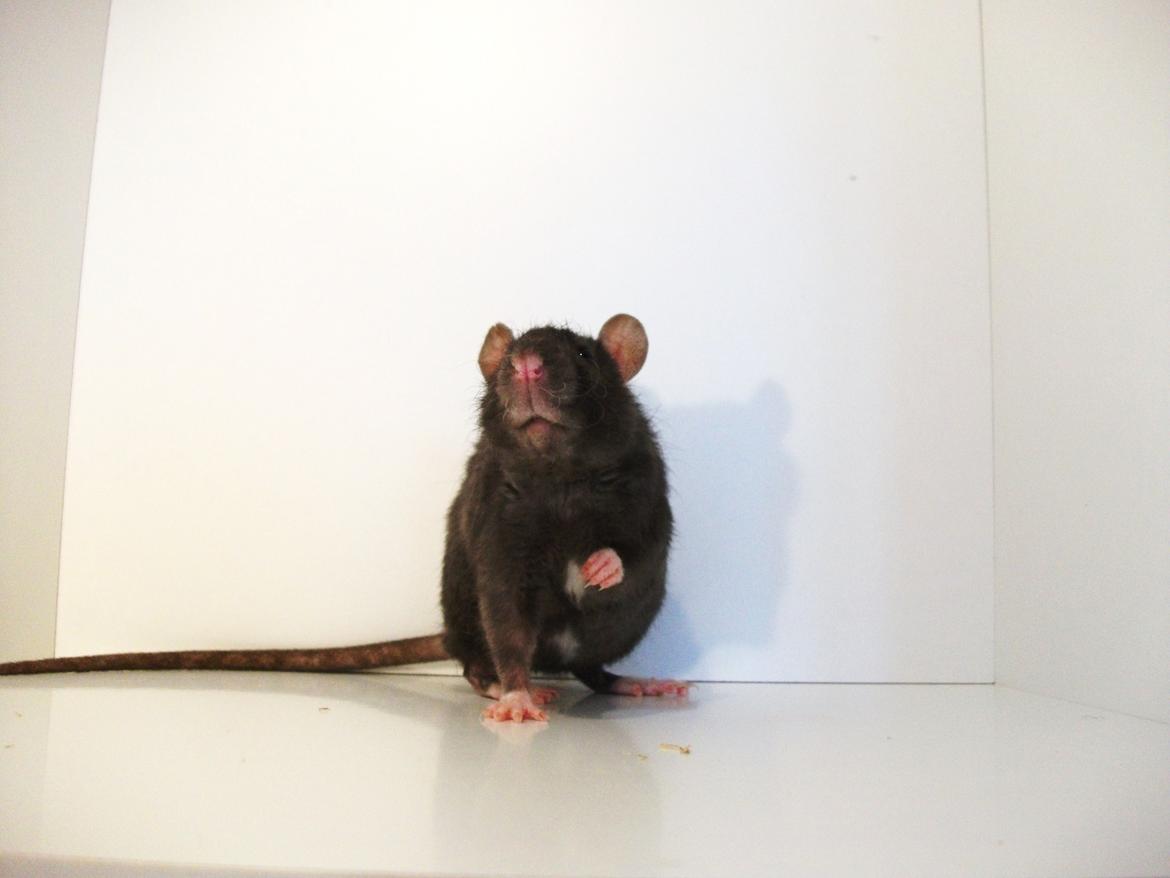 Tamrotte Daisy Af Tucker - 3 måd. billede 15