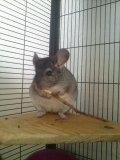 Chinchilla Cirkeline - Cirkeline :)
Dato: 13-11-2011 billede 1