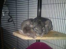 Chinchilla Cirkeline - Her er Cirkeline med sin sambo Nougat :)
Dato: 01-01-2012 billede 2
