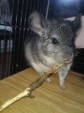 Chinchilla Cirkeline - Lille Cirkeline :)
Dato: 18-08-2011 billede 4
