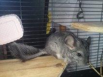 Chinchilla Cirkeline - Lille Cirkeline :)
Dato: 18-08-201 billede 5