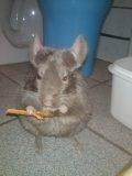 Chinchilla Nougat - Nougat :)
Dato: 03-10-2011 billede 1