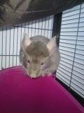 Chinchilla Nougat - Nougat :)
18-08-2011 billede 2