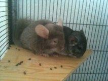 Chinchilla Nougat - Nougat med hendes sambo Cirkeline :)
Dato: 08-08-2011 billede 3