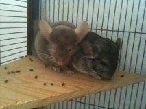 Chinchilla Nougat - Nougat og Cirkeline :)
Dato 08-08-2011 billede 4