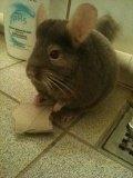 Chinchilla Nougat - Nougat elsker sin toiletrulle :) billede 6