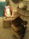 Chinchilla Cirkeline - Cirkeline ude på badeværelset :) billede 6