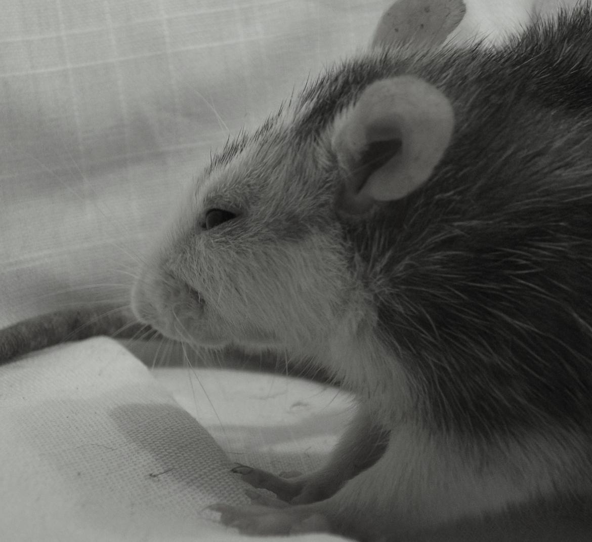 Tamrotte Dalia JUMPER<3<3  billede 13