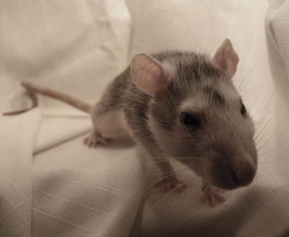 Tamrotte Dalia JUMPER<3<3  billede 10