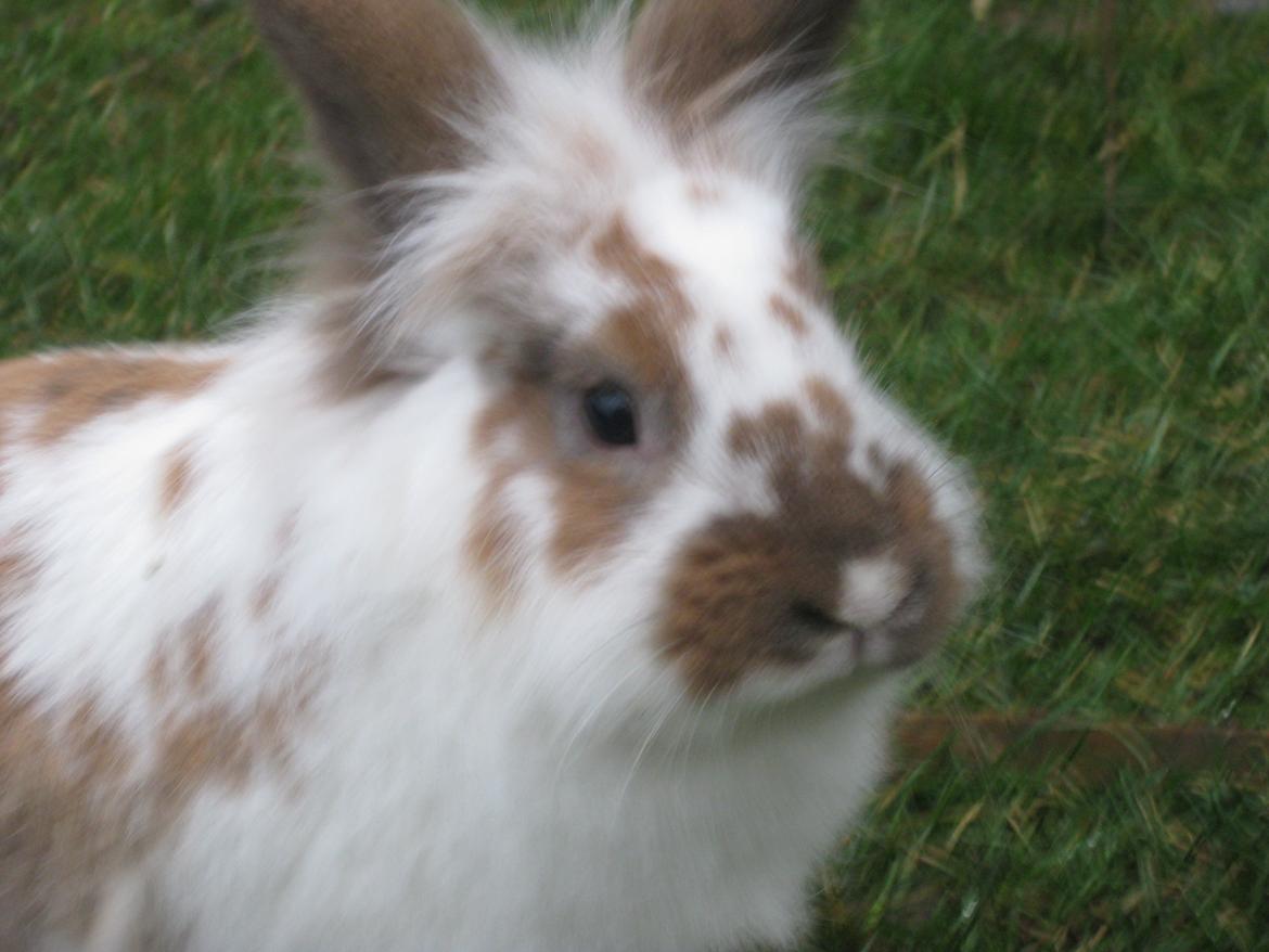 Kanin Stjernen´s Puma!<3 - min smukke lille Pumse!<3 billede 13
