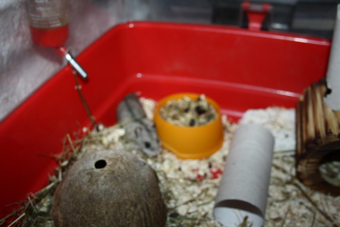 Dværghamster Pusling billede 7