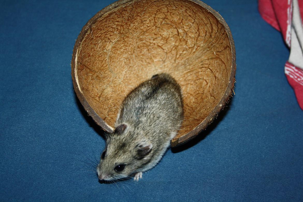 Dværghamster Pusling billede 8