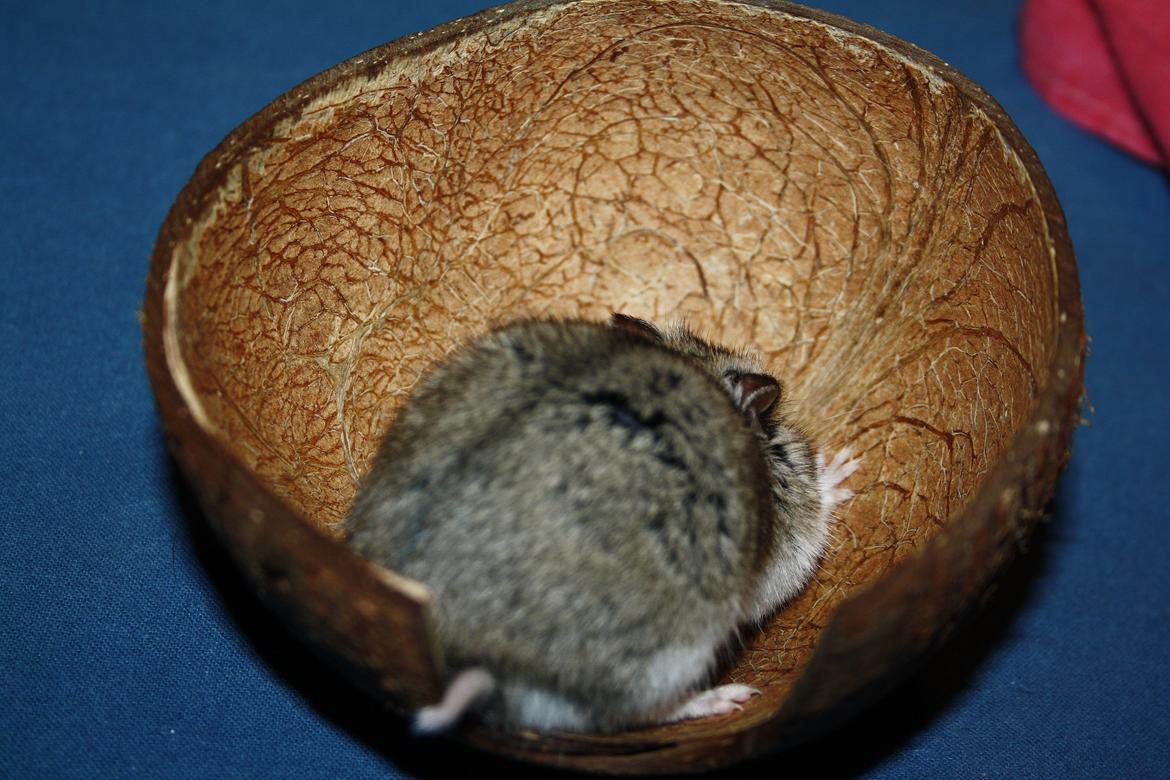 Dværghamster Pusling billede 9