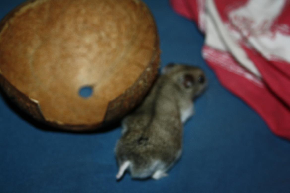 Dværghamster Pusling billede 10