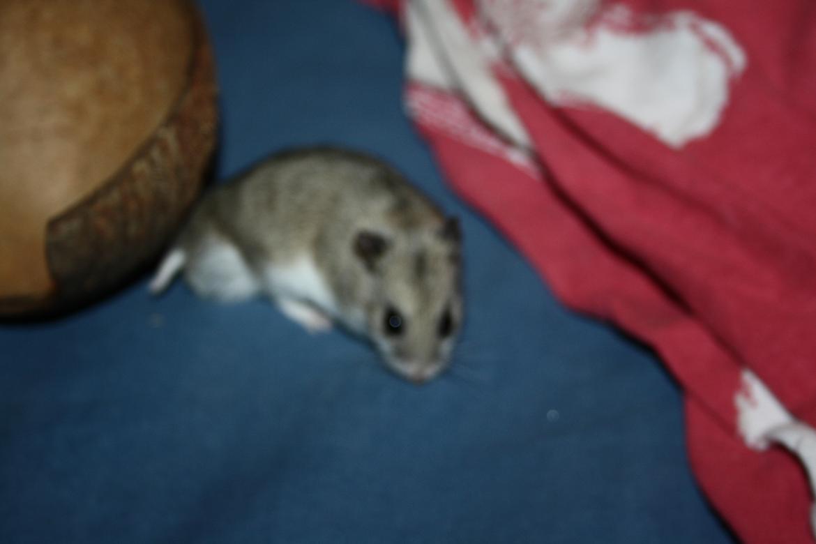 Dværghamster Pusling billede 11