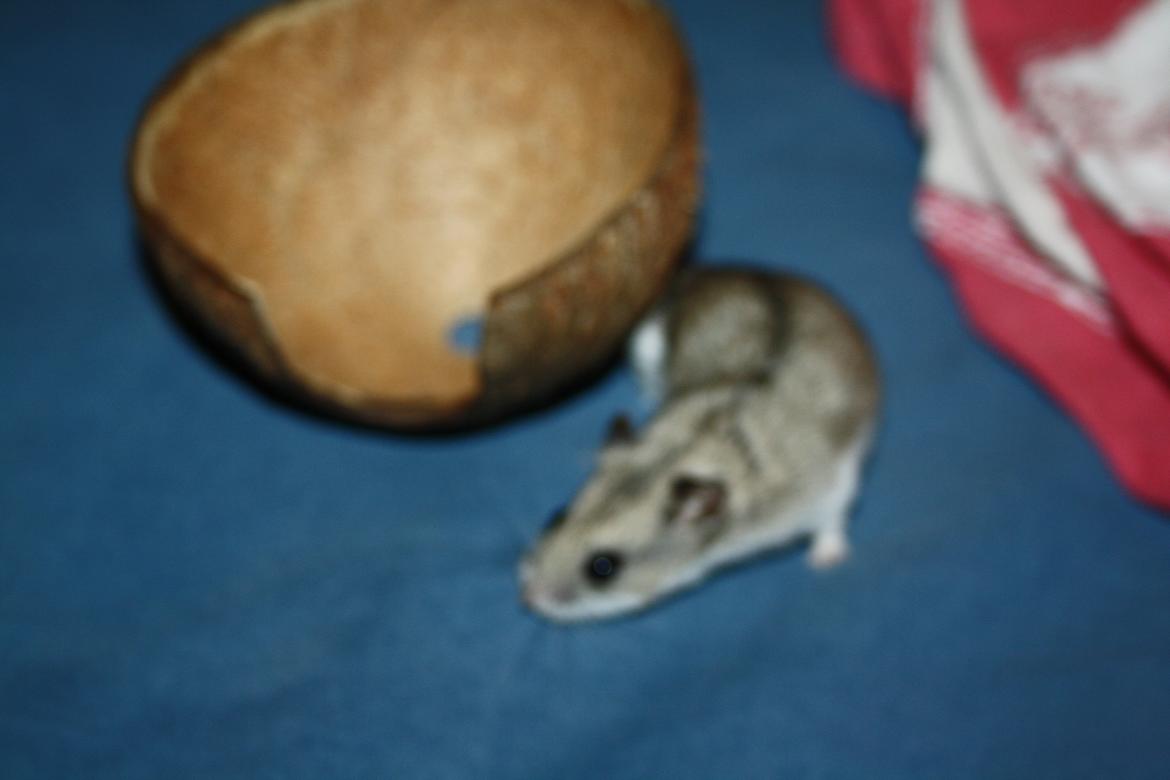 Dværghamster Pusling billede 12