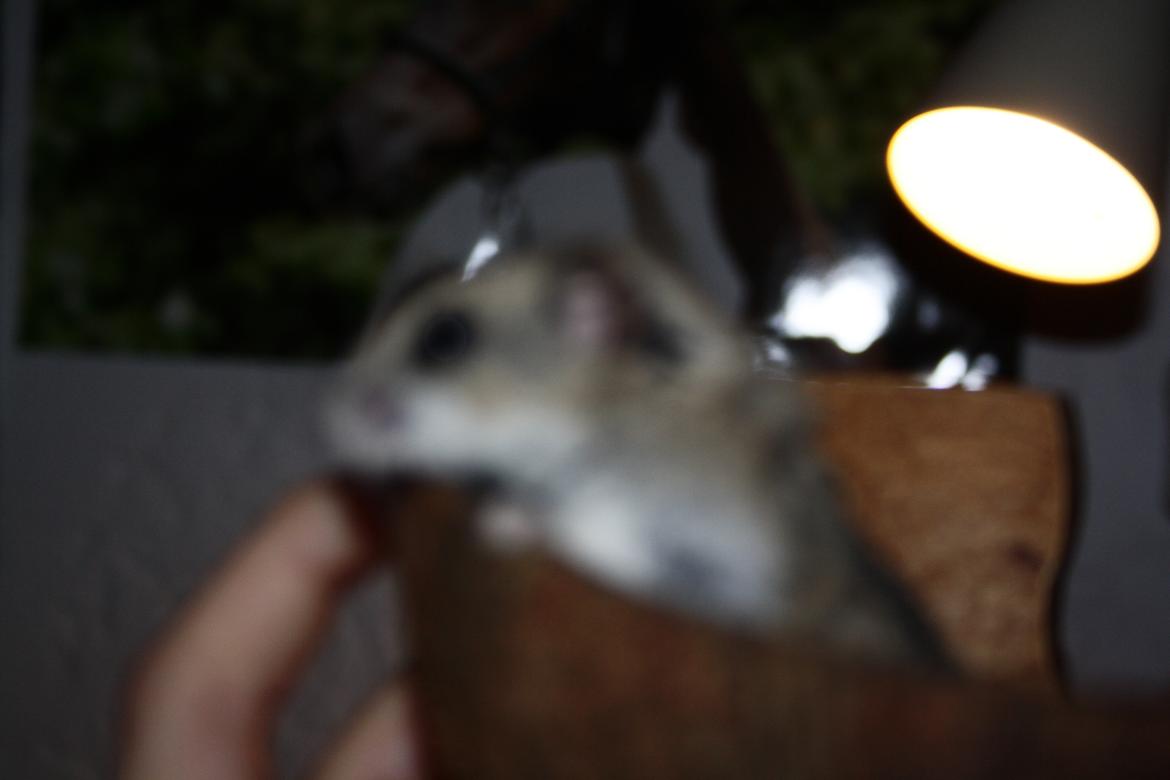 Dværghamster Pusling - Sløret.. billede 13