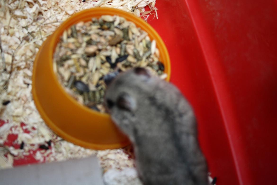 Dværghamster Pusling - At få fyldt madskålen igen er bare det bedste :) billede 14