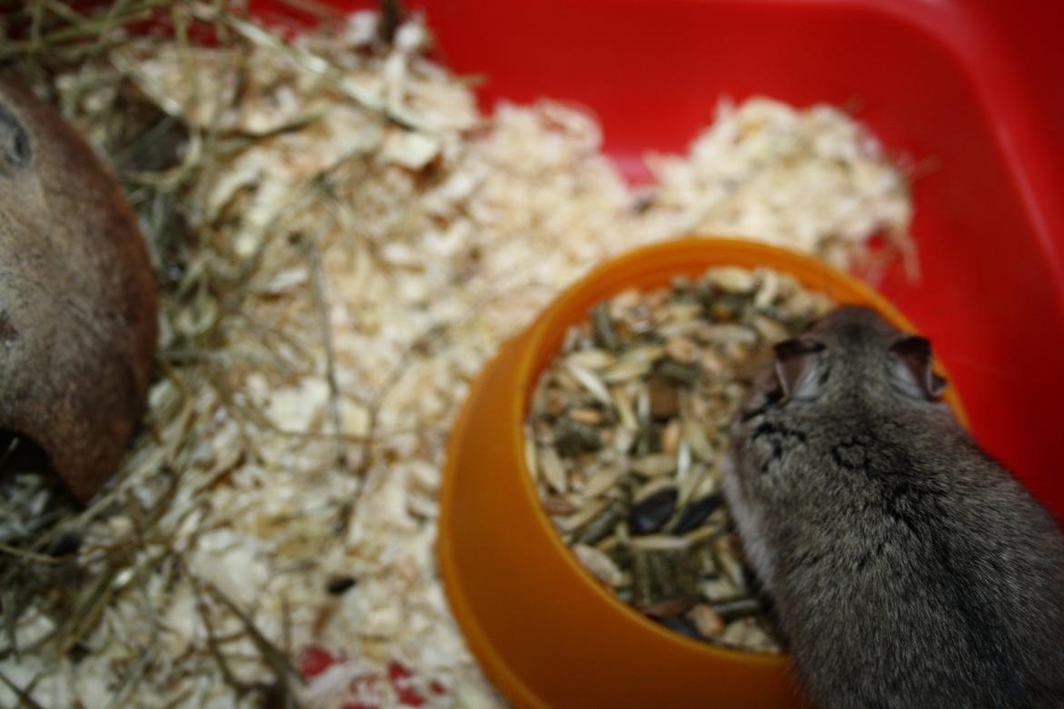 Dværghamster Pusling billede 15