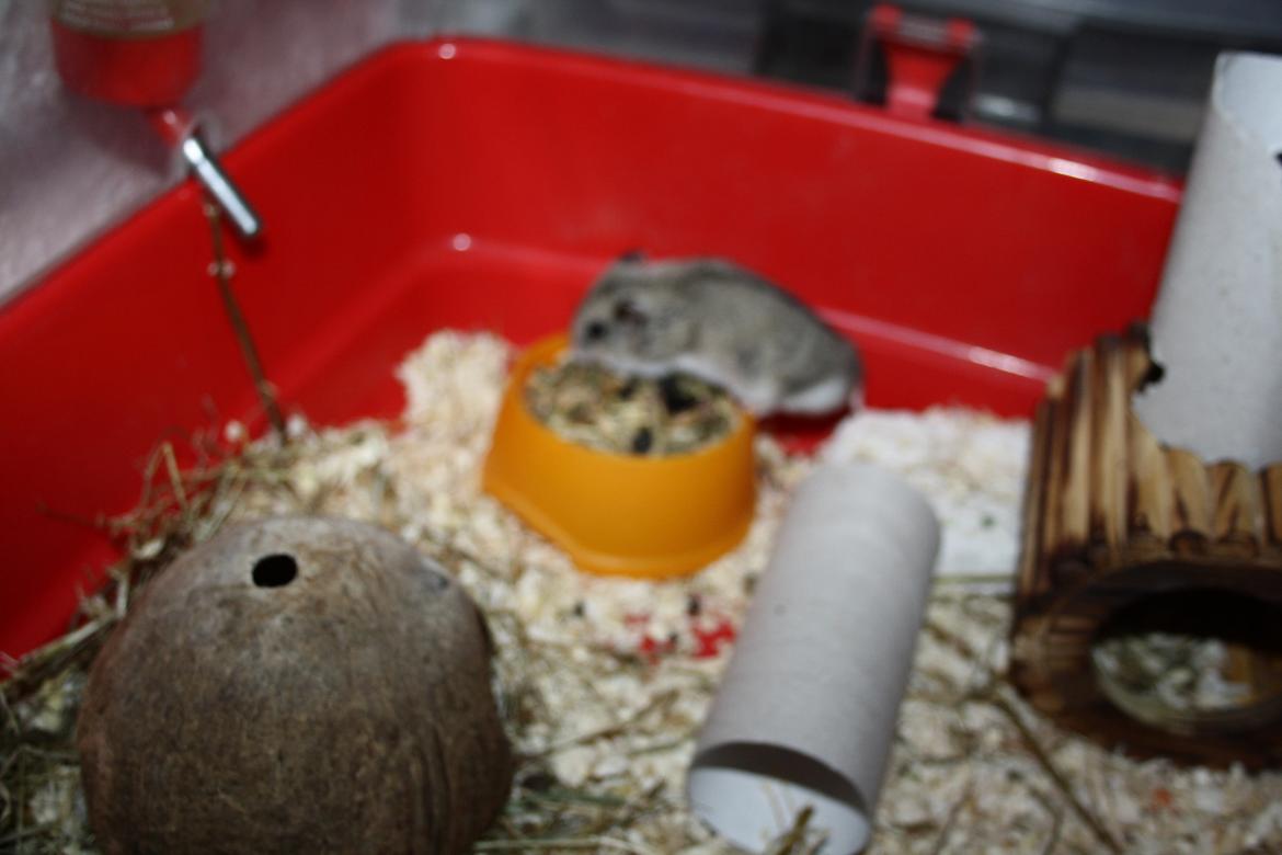 Dværghamster Pusling billede 16