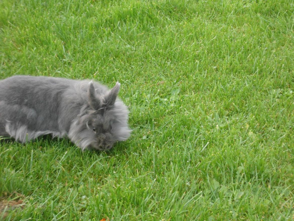 Kanin Blyb (Pigen) :D<3 - Mmmh.. græs! :-) billede 5