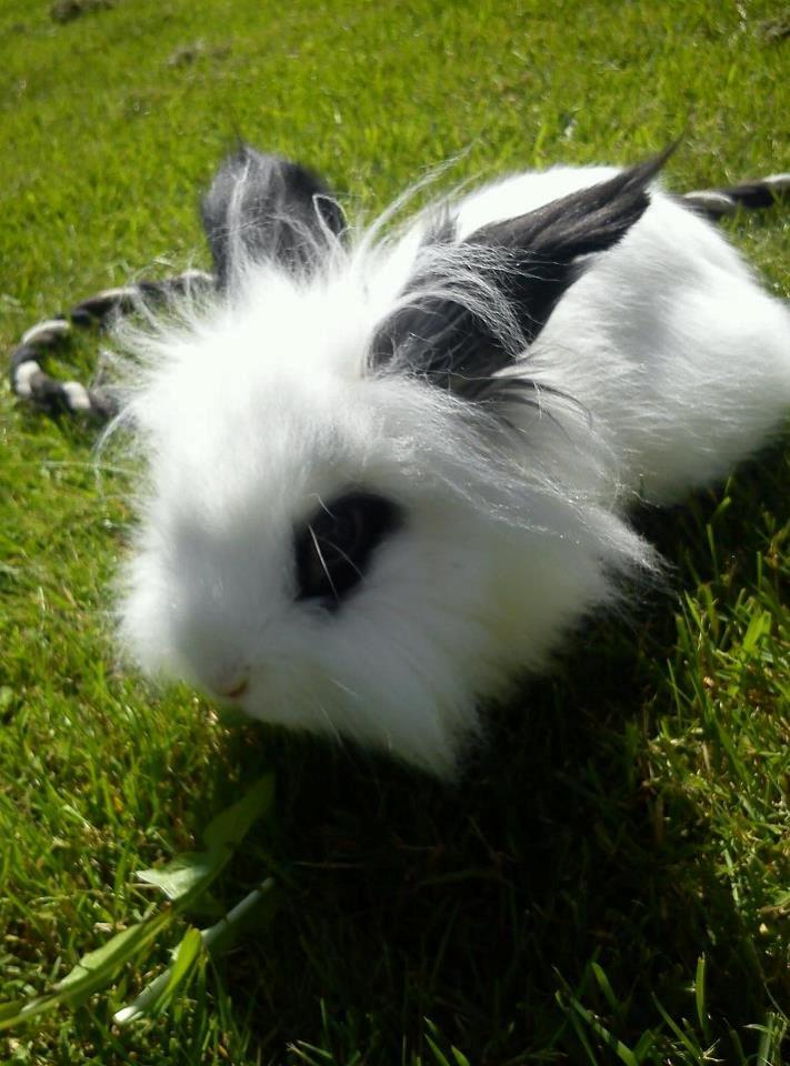 Kanin Plet - Han spiser flere mælkebøtter og det var også i sommerferien 2011 billede 2
