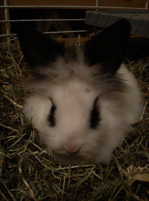 Kanin Plet - Det samme billed bare forefra billede 9