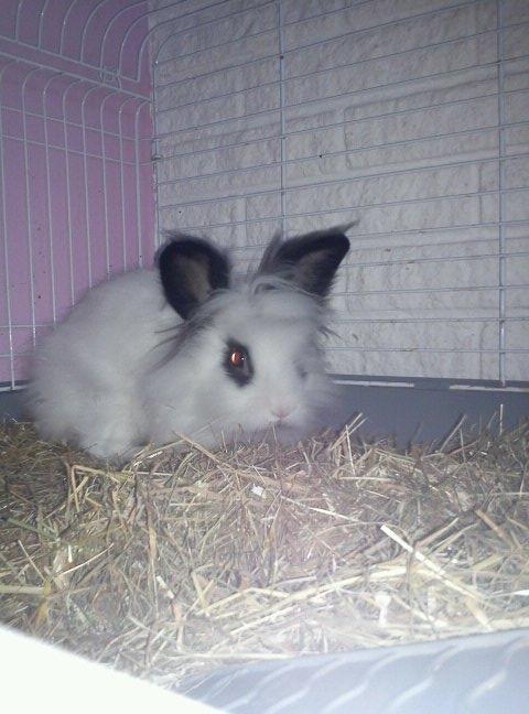 Kanin Plet - Velkommen til Plets profil billede 1