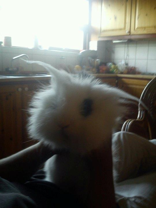 Kanin Plet - Min mor sad med ham hvor hun satte hans hår xD billede 3