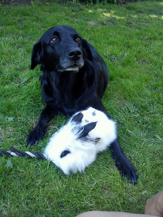 Kanin Plet - Skulle nå at have et billed af de to sammen  billede 4