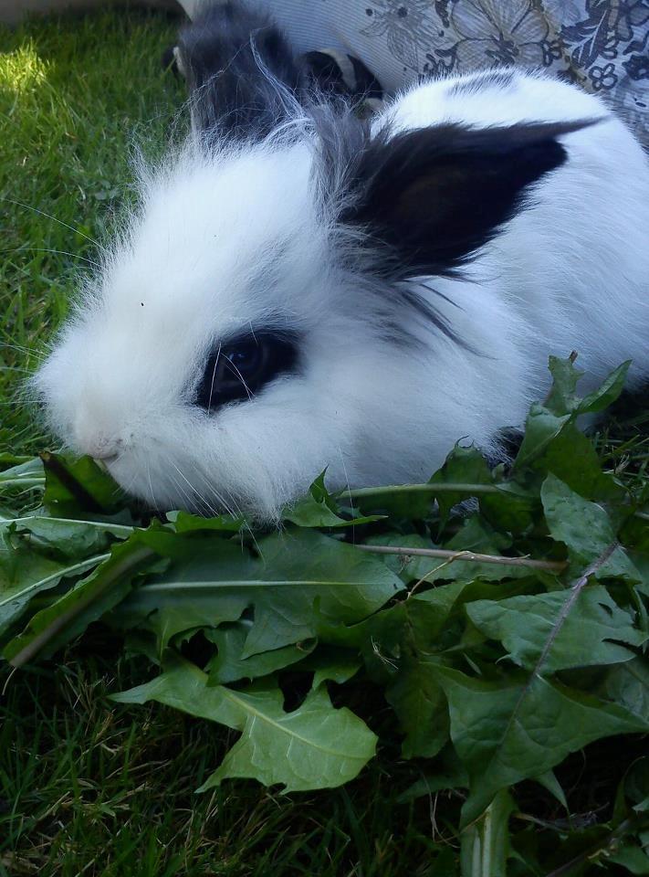 Kanin Plet - Jeg havde gået rundt og samlede mælkebøtter til ham for det elskede han xD billede 5