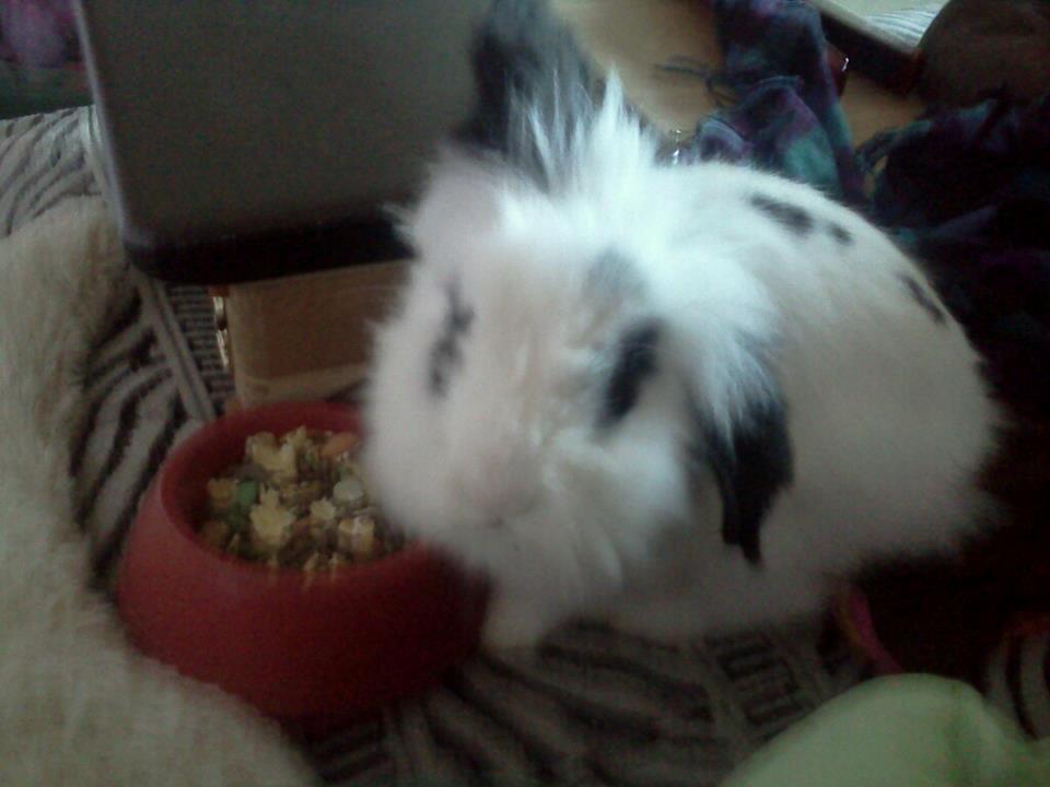 Kanin Plet - Mmmmh .... GO' MAD var Plet ? xD billede 6
