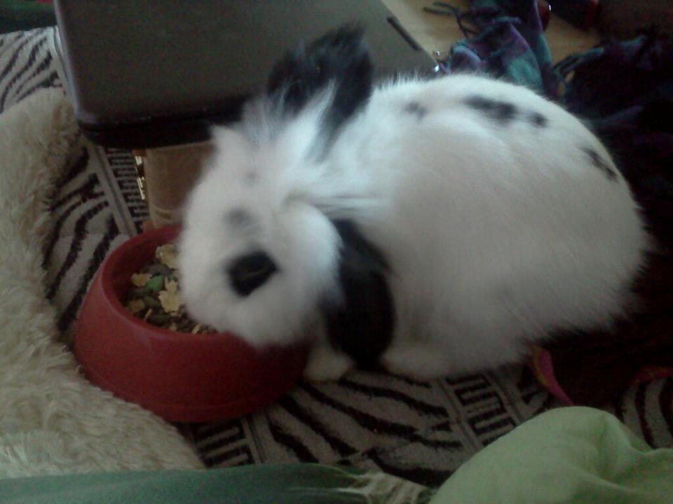 Kanin Plet - Han var så sød da han spiste x) billede 10