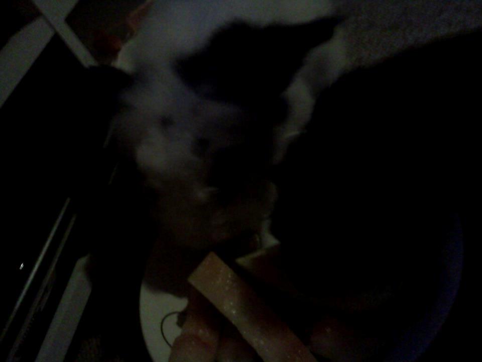 Kanin Plet - VANDMELON ! Jeg elsker vandmelon og det gjorde de også xD billede 11