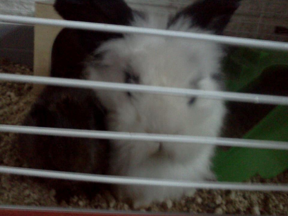 Kanin Plet - Det var så sødt da de gjorde det :) billede 12