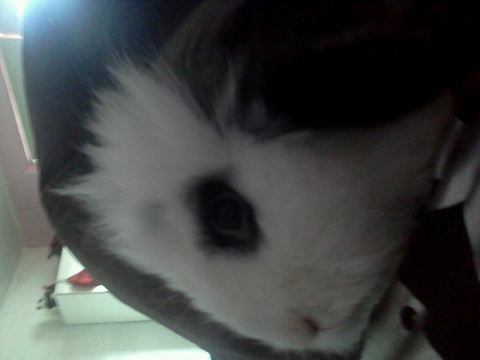 Kanin Plet - Han skulle til at sove billede 13