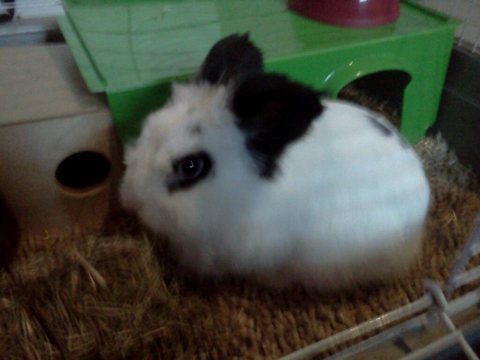 Kanin Plet - FOTO-Tid fik lige lyst til at tage billeder af ham billede 14