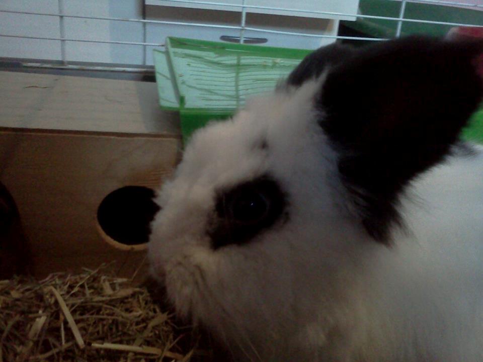 Kanin Plet - Lidt tættere på ham billede 15