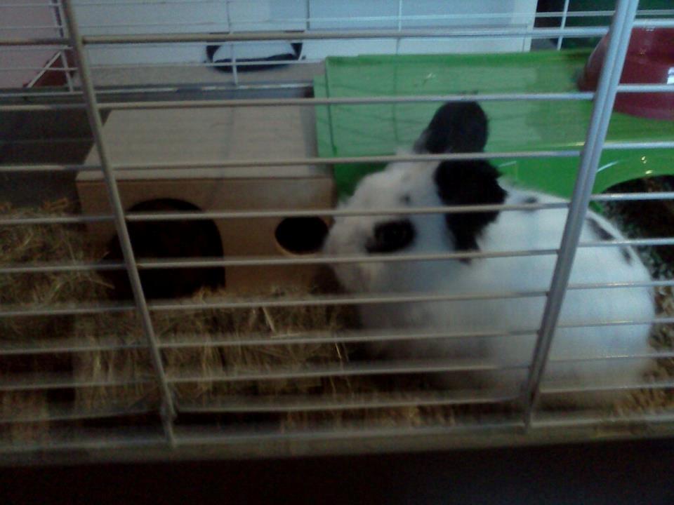 Kanin Plet - De spredte halmen rundt i buret :D billede 16