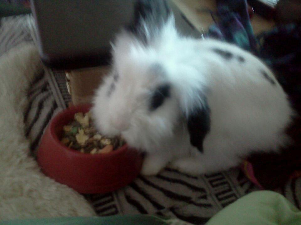 Kanin Plet - Mums ... ! Og hygge han havde lige fået mad i min seng xD billede 17