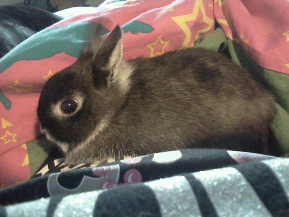 Kanin Holmdrup Huses Møffe - Anden dag han var hjemme ved mig :) billede 3