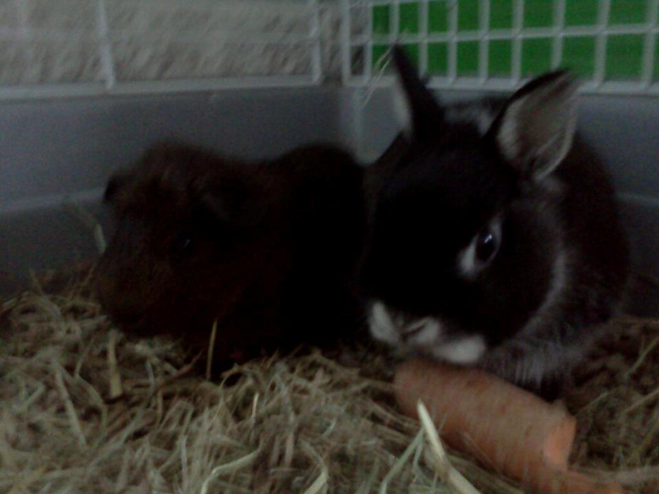 Kanin Holmdrup Huses Møffe - Et billed tættere på dem :) billede 6