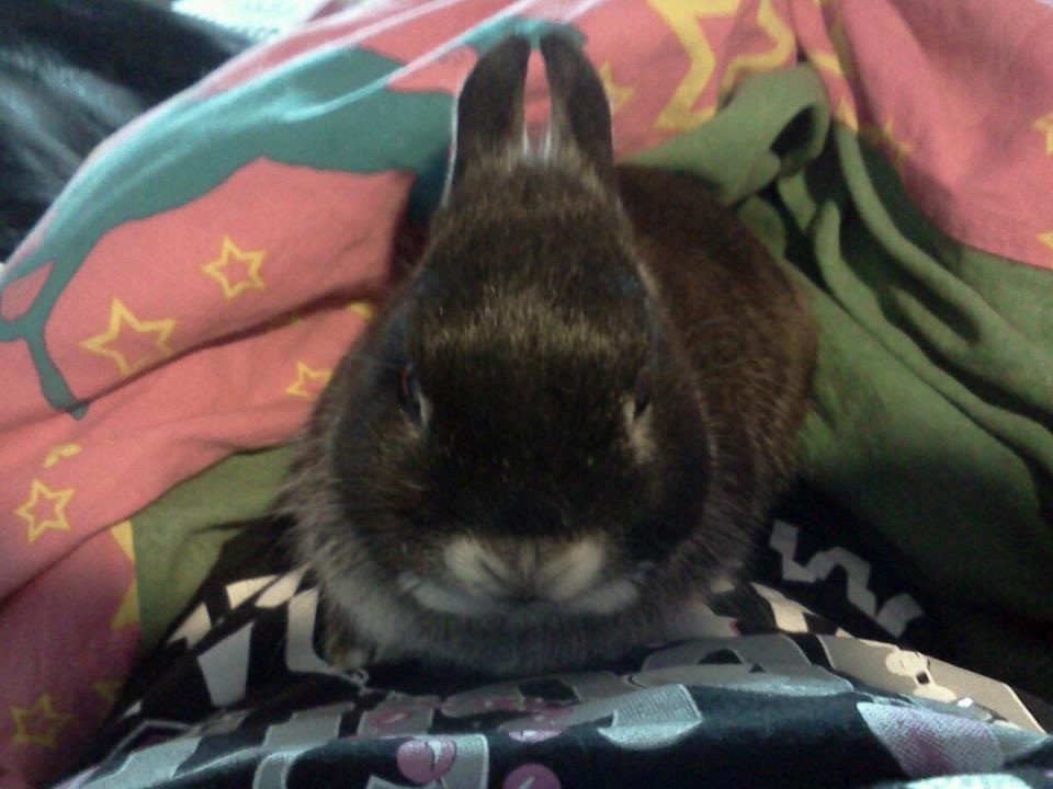 Kanin Holmdrup Huses Møffe - Det er også anden dag det er taget han var meget rolig men det er han da ikke nu billede 4