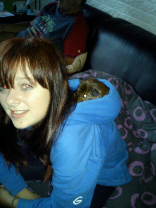 Marsvin Browney - Inden jeg skulle ud og ride ....
Jeg sad bare med ham og så kravlede han om i min hætte ...
Og typisk så skulle min mor have et billed -.-' billede 3