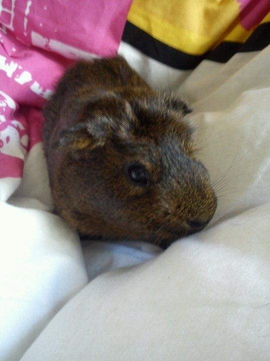 Marsvin Browney billede 2