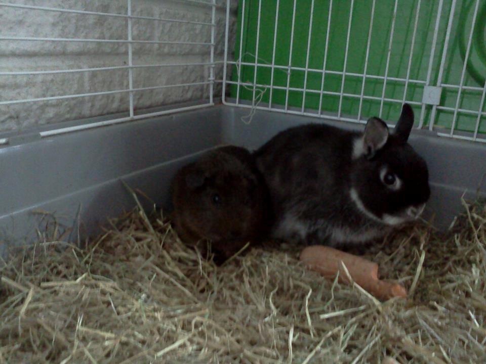 Marsvin Browney - Browney og Møffe de er så søde billede 4