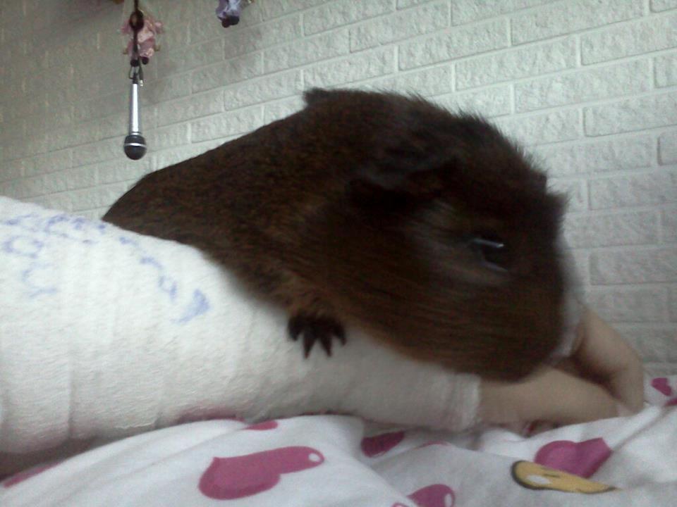 Marsvin Browney - Sidder oven på min arm  billede 7