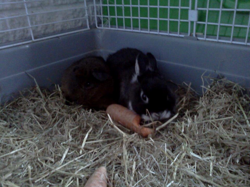 Marsvin Browney - Igen det samme.
Bare lidt længere væk billede 6